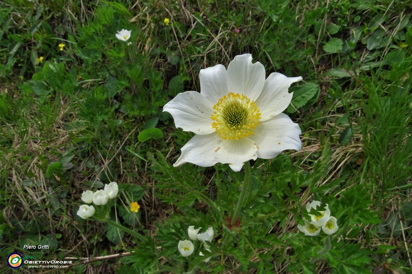 34 Pulsatilla alpina (pulsatilla alpina)  .JPG